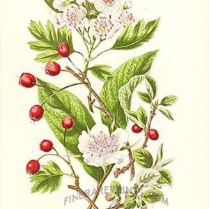 Heart Healing Organic Elixir