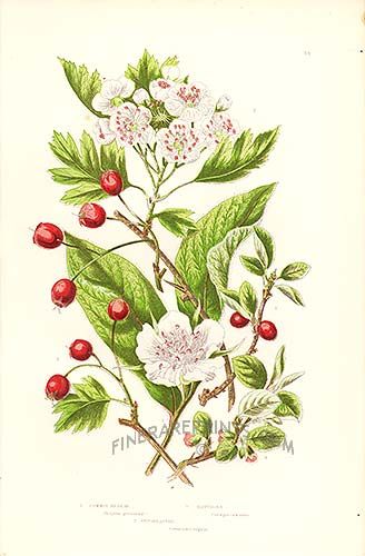 Heart Healing Organic Elixir - Image 2
